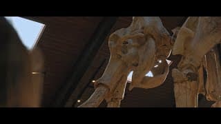 A Young Owl | Official Trailer