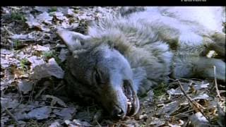 Las montañas del lobo.