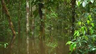 TRAILER LA SELVA INFLADA ESPANOL