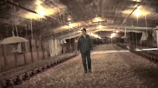 AMERICAN MEAT TRAILER
