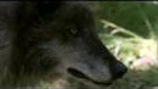 Friends for Life (DVD by Grizzly Adams Productions)