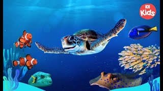 🐢 NEW Show! Welcome to #ReefSchool 🐚🐠| Reef School | ABC Kids