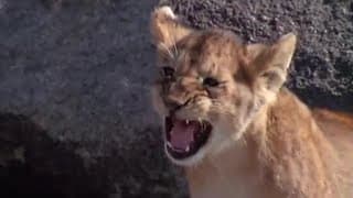 Dangers in the Wild | Lions: Spy in the Den | BBC Earth