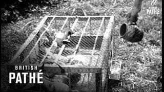 Secrets Of Nature - Special Messengers (1930)