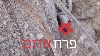 פרח אדום  טריילר