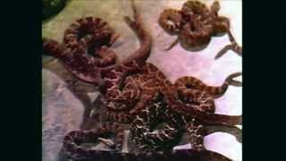 Rattlers (1976) - Trailer