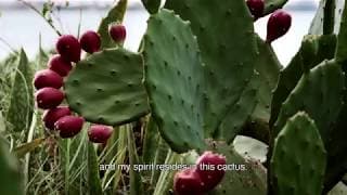 Opuntia - Indie Memphis