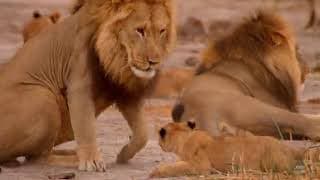 Birth of a Pride -  Trailer