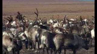 TUNDRA trailer