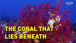 Saving the Hidden Coral of the Mediterranean