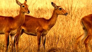 Homosexual Behavior in Animals - Surprising Science Revealed