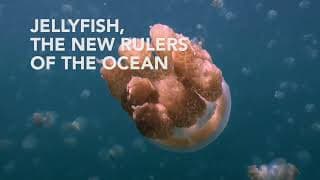 Jellyfish, the new rulers of the ocean - Trailer