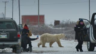 Nuisance Bear // Official Trailer