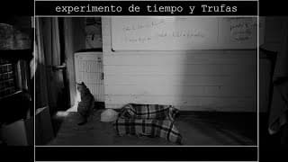 experimento de tiempo y Trufas, 2022.