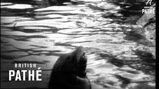 Secrets Of Nature - Playtime At The Zoo (1930)