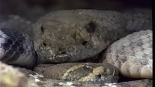 Sonoran Desert:  A Violent Eden - National Geographic VHS