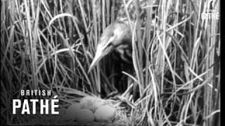 Secrets Of Nature - The Bittern (1931)