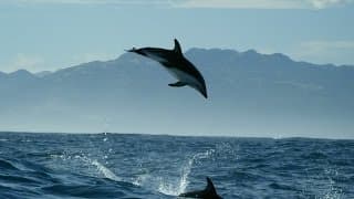 Dolphin acrobatics - New Zealand: Earth's Mythical Islands - Episode 1 Preview - BBC Two