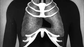 Human skeleton, muscles, movement and posture. Part two. (1951)