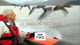 Attenborough: 60 Years in the Wild - Trailer - BBC Two