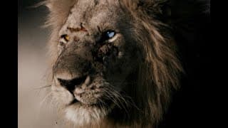 SBIFF Trailer - The Bastard King