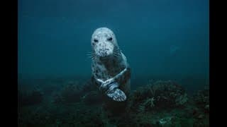 Sea Change: The Gulf of Maine, a NOVA Special Presentation - Preview