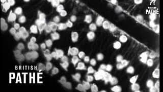 Secrets Of Nature - The World In A Wineglass (1931)