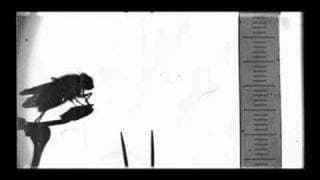 Lucien Bull (stenographics 2)