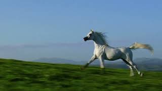 Path to Glory: The Rise and Rise of the Polish Arabian Horse.