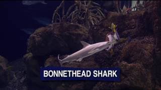 BIG AQUARIUM HD Trailer