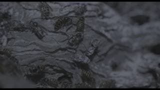 Kaltes Tal - Trailer