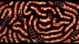 Dans mes rêves, je t'avale cru - Brèves D'Images 2025
