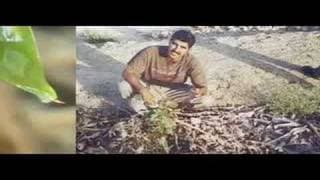 Greening the Desert