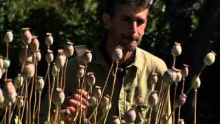 Le Semeur de Julie Perron