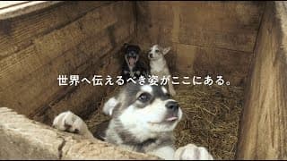 Trailer for the film "Dogs and War: What I Saw in Ukraine"