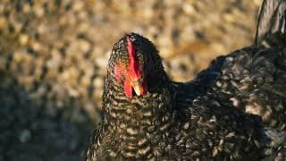 Out with the Birds - TRAILER