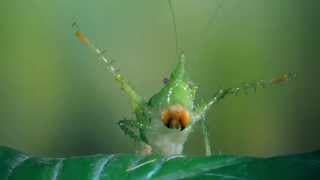 Bugs! A Rainforest Adventure - OFFICIAL TRAILER