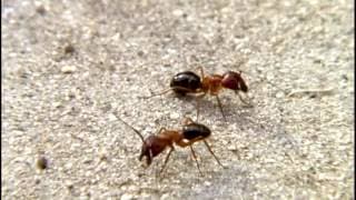 RANT (Short, 1996) Action-adventure buddy picture starring two ants