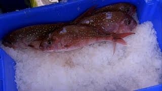 Trailblazers: The New Zealand Story - Fishing Reforms & Sustainability