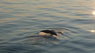 LAST OF THE RIGHT WHALES | Official Trailer