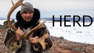 Trailer - HERD: Inuit Voices on Caribou