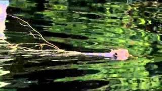 The Adventures Of White Tuft - Trailer