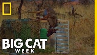 Wildebeest Puke | Man v. Lion