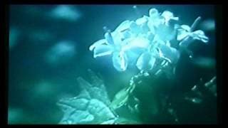 Ausschnitt aus dem Film "Frühling"