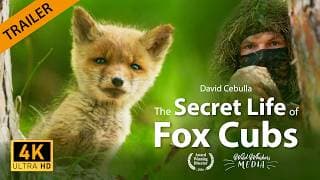 Trailer "The Secret Life of Fox Cubs" | New Film, Wildlife Documentary | 4K English