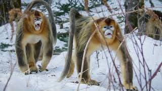 China's Wild Empire