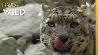 Snow Leopard Hunts in the Himalayas | China's Wild Side