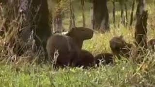 Capibara animals in the tropical Amazon rainforest  - BBC wildlife