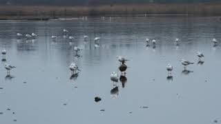 The Birds Changed Names And The World Turned Into Ice / Trailer / 27th Ji.hlava IDFF