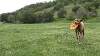 Me, My Dog, and I Official Trailer